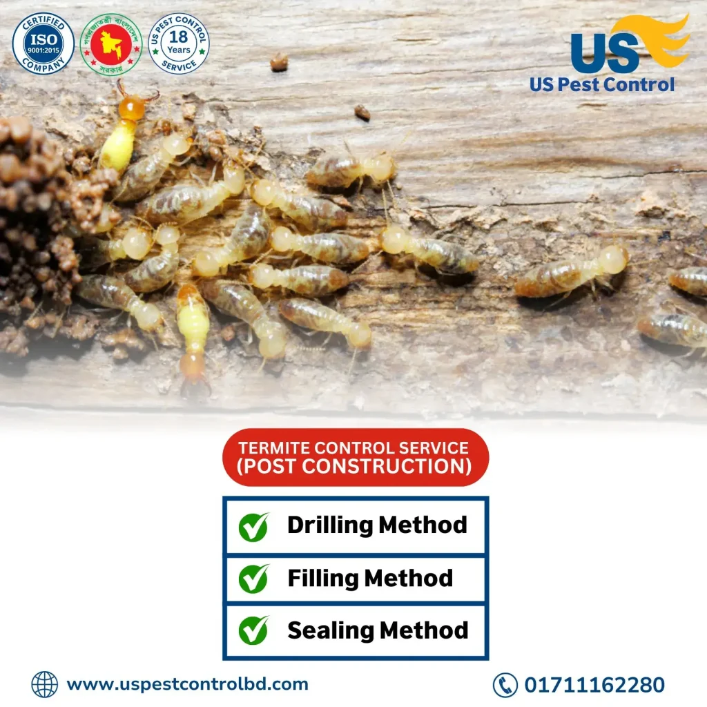 Best Termite Control Service for Post Construction Area