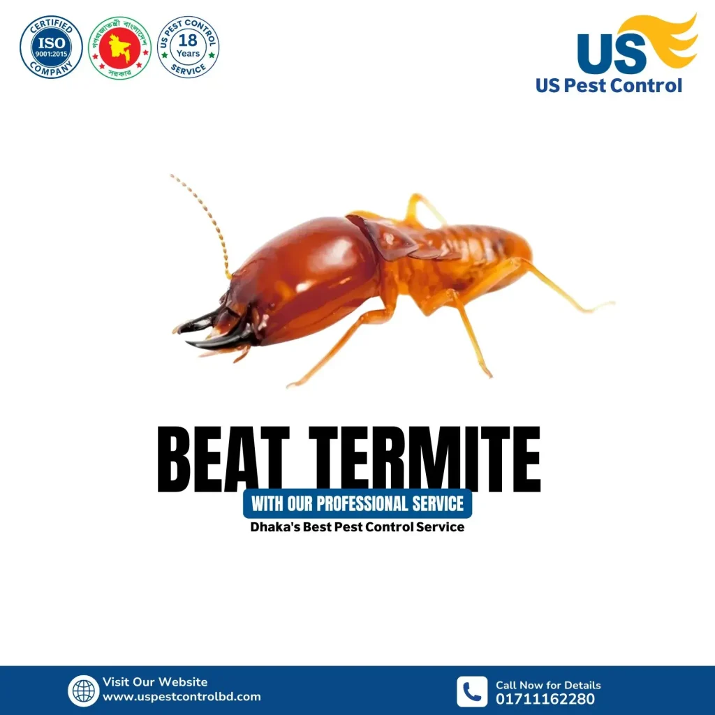 Best Termite Control Service in Dhaka-US Pest Control